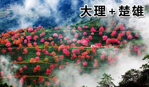 2025年12月新文化游客在大理+楚雄