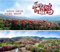 黔西毕节百里杜鹃、乌蒙洞穴五天之旅