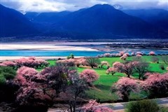 西藏林芝五天四晚迎春桃花行摄之旅