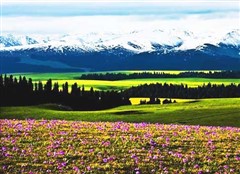 新疆环北疆十天全景踏青赏花之旅