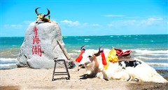 青海茶卡盐湖、贵德丹霞六天寻梦之旅