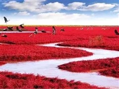 辽宁盘锦红海滩行摄、本溪赏红叶五天休闲之旅