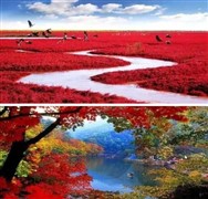 辽宁红海滩红叶五天赏秋之旅