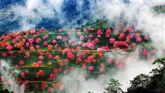 云南巍山古城无量山赏樱五天之旅