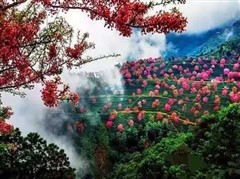 云南大理洱海五天休闲赏樱之旅